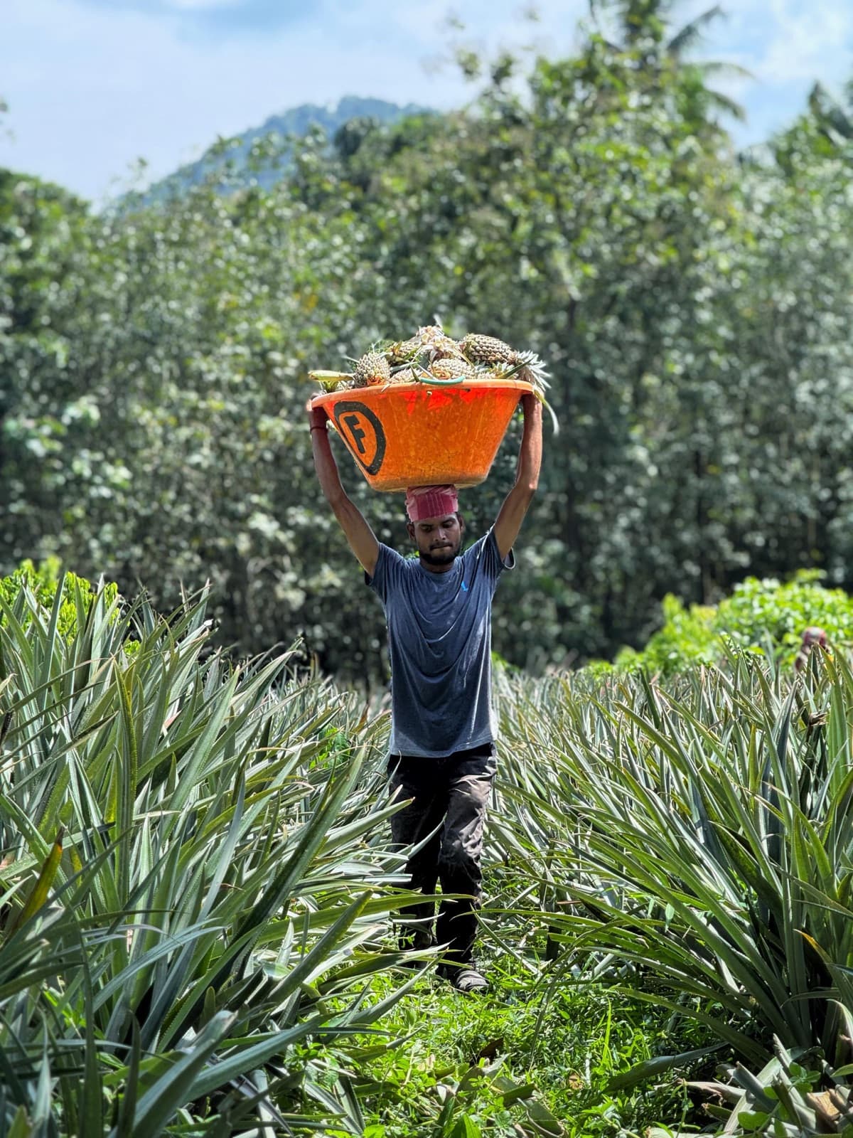 Harvester carrying pineapples through the field