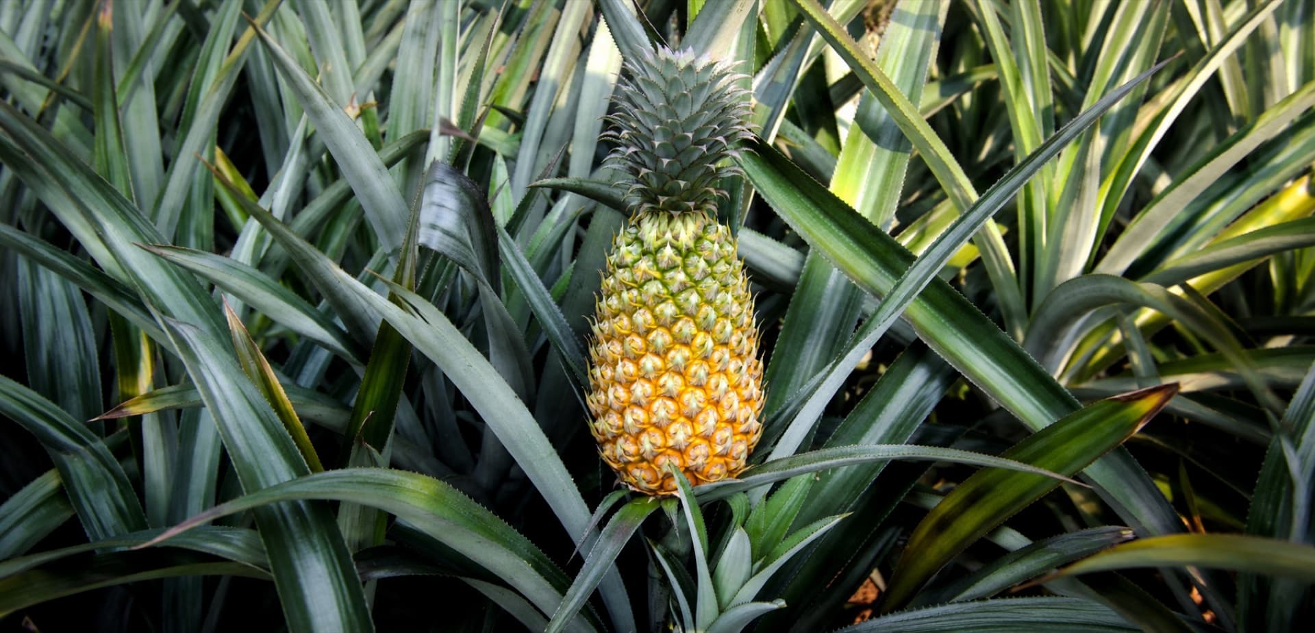 A single ripening Vazhakulam pineapple in its plant