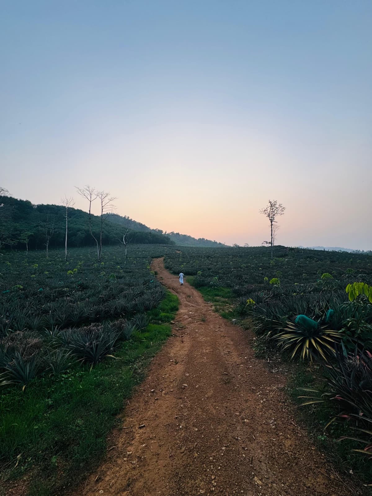Dirt path through the plantation at dusk