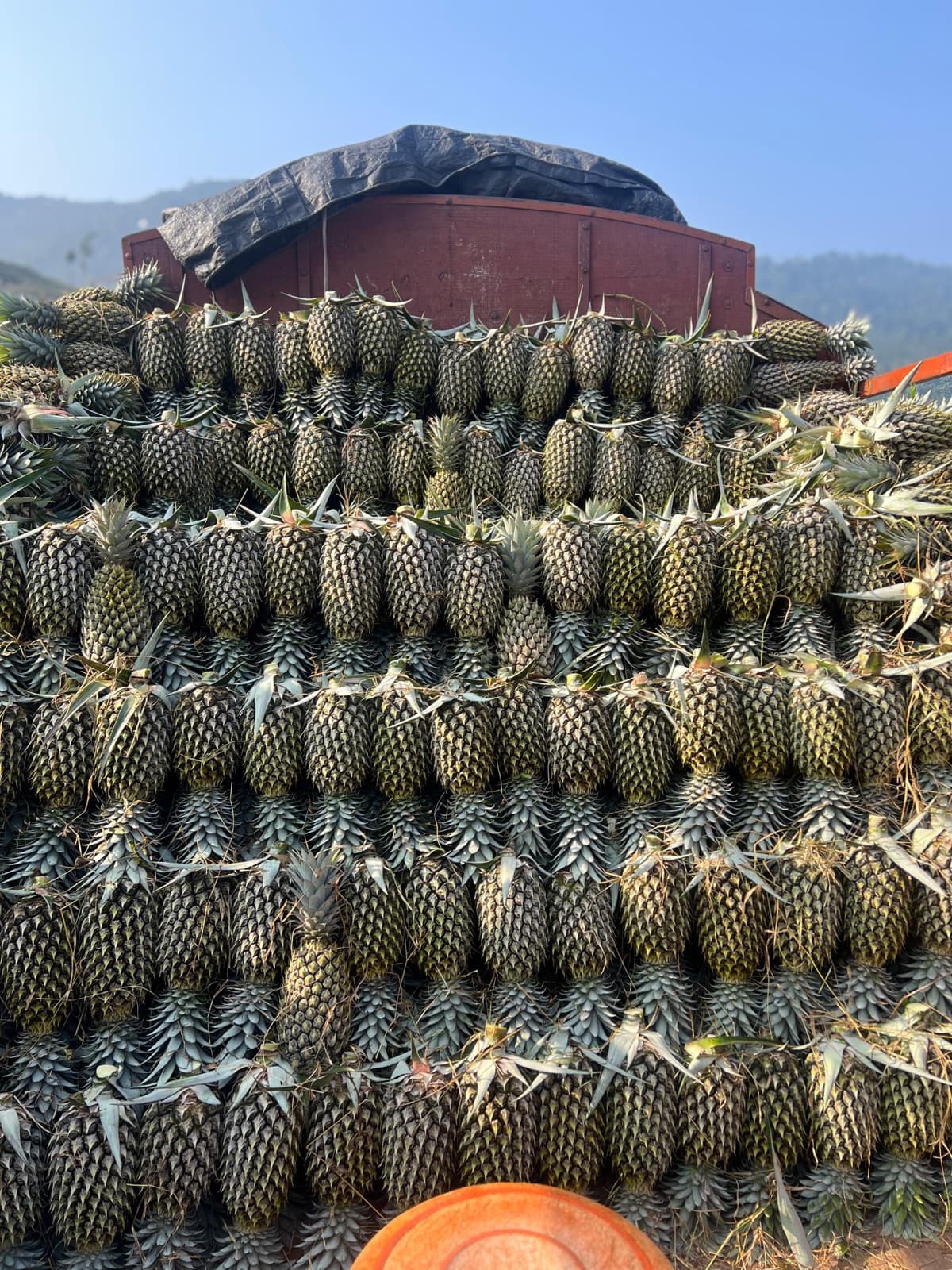 A selected pineapple held above the day's lot