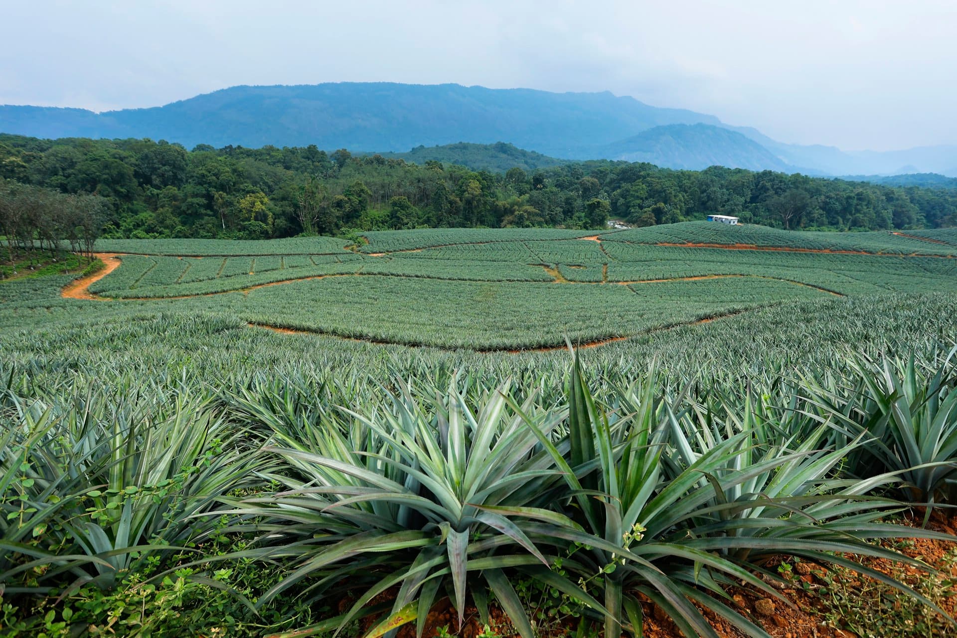 Vazhakulam pineapple plantation stretching across the Western Ghats foothills